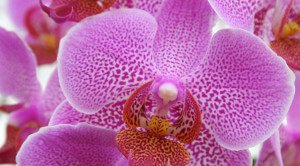 Motiv Orchidee pink