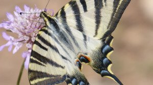 Motiv Papilio Machaon Schmetterling
